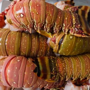 À MÉDIA NACIONAL - Estado equipara a alíquota do ICMS da lagosta À MÉDIA NACIONAL - Estado equipara a alíquota do ICMS da lagosta